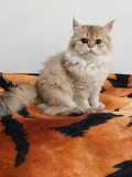 Scottish Straight cat (SFS 71) (kitten, male, female, breed class) WCF Izmir  Delivery from Izmir