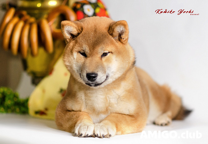 Shiba puppy, female show class FCI Nizhniy Novgorod  Nizhniy Novgorod - photo 1