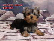 Yorkshire terrier puppy, male, female show class FCI Lipetsk  Delivery from Lipetsk
