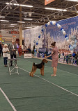Airedale terrier male show class FCI for mating Novosibirsk  Novosibirsk