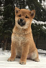 Shiba puppy, male, female show class FCI Yekaterinburg  Delivery from Yekaterinburg