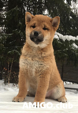 Shiba puppy, male, female show class FCI Yekaterinburg  Yekaterinburg - photo 1