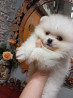 Spitz allemand nain (pomeranien) chiot, masculin, femme show class FCI Yekaterinburg  доставка из г.Yekaterinburg