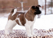 American akita puppy, male, female show class FCI Hrodna  Delivery from Hrodna