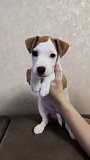 Jack russell terrier puppy, female breed class UCI Moscow  Moscow