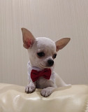 Chihuahua short-haired puppy, male pet class FCI Moscow  Delivery from Moscow