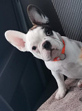 French bulldog puppy, male breed class FCI Moscow  Delivery from Moscow