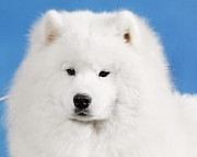 Samoyed male show class FCI for mating Tver  Tver