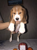 Beagle puppy, male, female show class FCI Sankt-Peterburg  Sankt-Peterburg