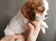 Cavalier king charles spaniel puppy, male, female UCI Moscow  Moscow