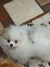 German spitz toy (pomeranian) puppy, female FCI Yekaterinburg  Delivery from Yekaterinburg