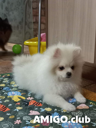 German spitz toy (pomeranian) puppy, male show class FCI Yekaterinburg  Yekaterinburg - photo 1