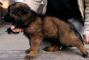 Deutscher schaeferhund langstockhaar hündchen, männlich, weiblich breed class FCI Krasnodar  доставка из г.Krasnodar