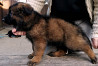 German shepherd dog long and harsh outer coat puppy, male, female breed class FCI Krasnodar  Delivery from Krasnodar