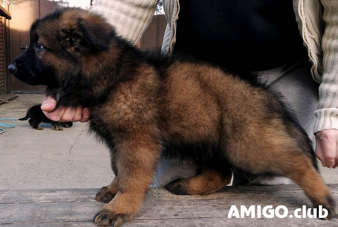 German shepherd dog long and harsh outer coat puppy, male, female breed class FCI Krasnodar  Krasnodar - photo 1