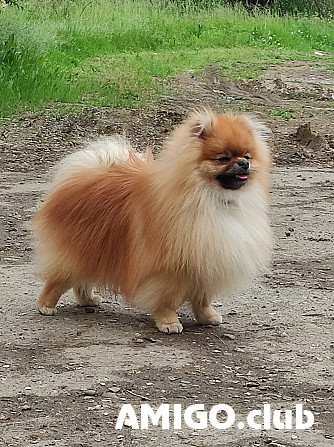 German spitz toy (pomeranian) male  FCI for mating Tol'yatti  Tol'yatti - photo 1