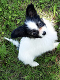 Continental toy spaniel papillon puppy, male show class FCI Volgograd  Delivery from Volgograd