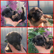 Petit brabancon puppy, male, female show class FCI Moscow  Delivery from Moscow