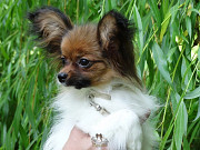 Continental toy spaniel papillon puppy, male breed class FCI Saratov  Delivery from Saratov