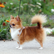 Chihuahueño pelo largo masculino show class FCI para aparearse Ufa  Ufa