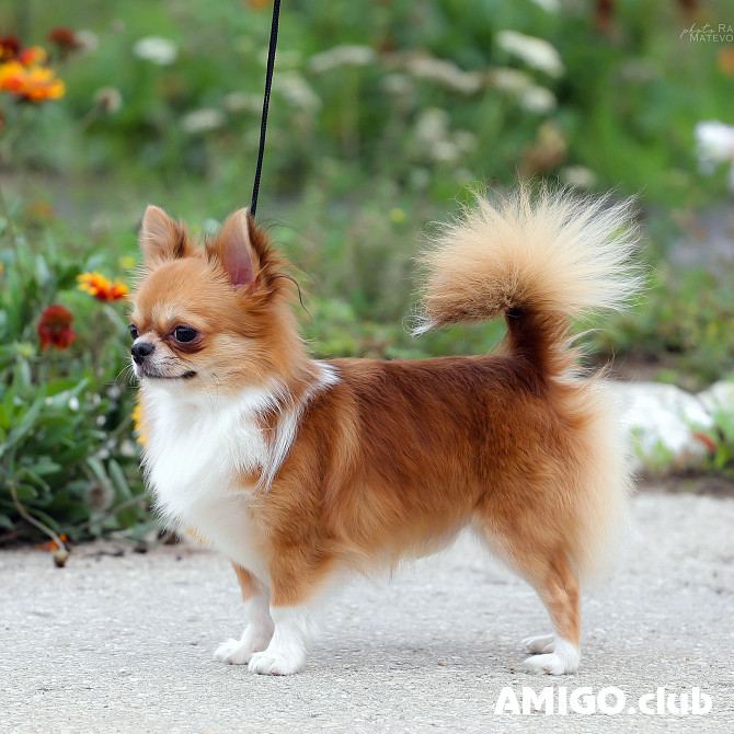 Chihuahueño pelo largo masculino show class FCI para aparearse Ufa  Ufa - photo 1