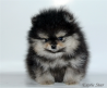 German spitz toy (pomeranian) puppy, male, female show class FCI Yekaterinburg  Delivery from Yekaterinburg