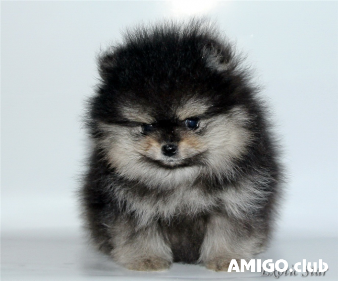 German spitz toy (pomeranian) puppy, male, female show class FCI Yekaterinburg  Yekaterinburg - photo 1