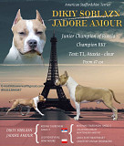 American staffordshire terrier männlich show class FCI zur paarung Moscow  Moscow