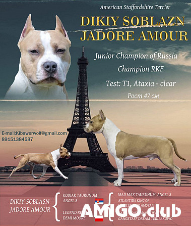 American staffordshire terrier male show class FCI for mating Moscow  Moscow - photo 1