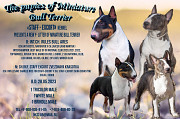 Miniature bull terrier puppy, male show class FCI Yekaterinburg  Delivery from Yekaterinburg