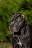 Italian cane corso male  FCI for mating Tol'yatti  Tol'yatti