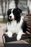 Border collie male show class FCI for mating Kaluga  Kaluga