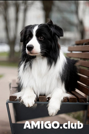 Border collie männlich show class FCI zur paarung Kaluga  Kaluga - изображение 1