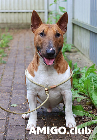 Bull terrier miniatura masculino show class FCI para aparearse Bykovo  Bykovo - photo 1