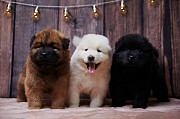 Eurasian puppy, male, female show class FCI Chelyabinsk  Chelyabinsk