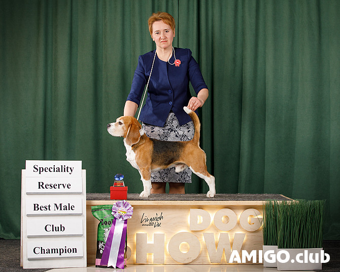 Beagle male show class FCI for mating Moscow  Moscow - photo 1