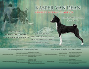 Basenji masculin show class FCI pour l'accouplement Moscow  Moscow