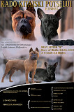 American bulldog puppy, male, female breed class FCI Bishkek  Delivery from Bishkek