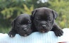 Staffordshire bull terrier puppy, male, female breed class FCI Murom  Delivery from Murom