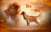 Nova scotia duck tolling retriever male show class FCI for mating Moscow  Moscow