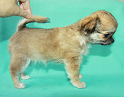 Chihuahua long-haired puppy, female pet class FCI Sankt-Peterburg  Sankt-Peterburg