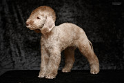 Bedlington terrier puppy, male, female breed class FCI Sankt-Peterburg  Sankt-Peterburg