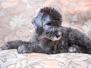 Bedlington terrier cachorro, masculino, mujer breed class FCI Sankt-Peterburg  Delivery from Sankt-Peterburg