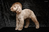 Bedlington terrier puppy, male, female breed class FCI Sankt-Peterburg  Delivery from Sankt-Peterburg