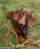 Dachshund miniature wire-haired puppy, male show class UCI Moscow  Delivery from Moscow