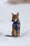 Czechoslovakian wolfdog puppy, male, female show class FCI Krasnoyarsk  Delivery from Krasnoyarsk