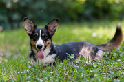 Welsh corgi cardigan junior, männlich, weiblich breed class FCI Voronezh  доставка из г.Voronezh