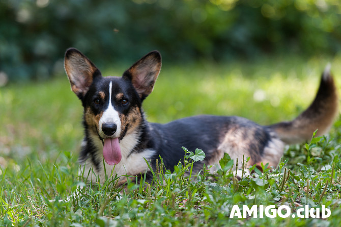 Welsh corgi cardigan noorem, mees, naissoost breed class FCI Voronezh  Voronezh - изображение 1