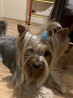 Yorkshire terrier adult, male show class KC Ulan-Ude  Delivery from Ulan-Ude