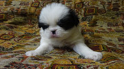 Japanese chin puppy, male breed class FCI Samara  Samara